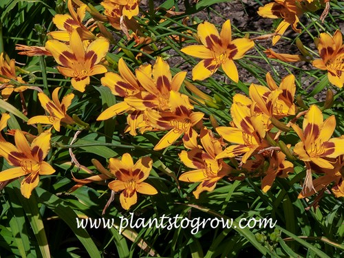 Buckeye Daylily (Hemerocallis) 
30 inch, light orange
diploid, dormant
Stout 1942